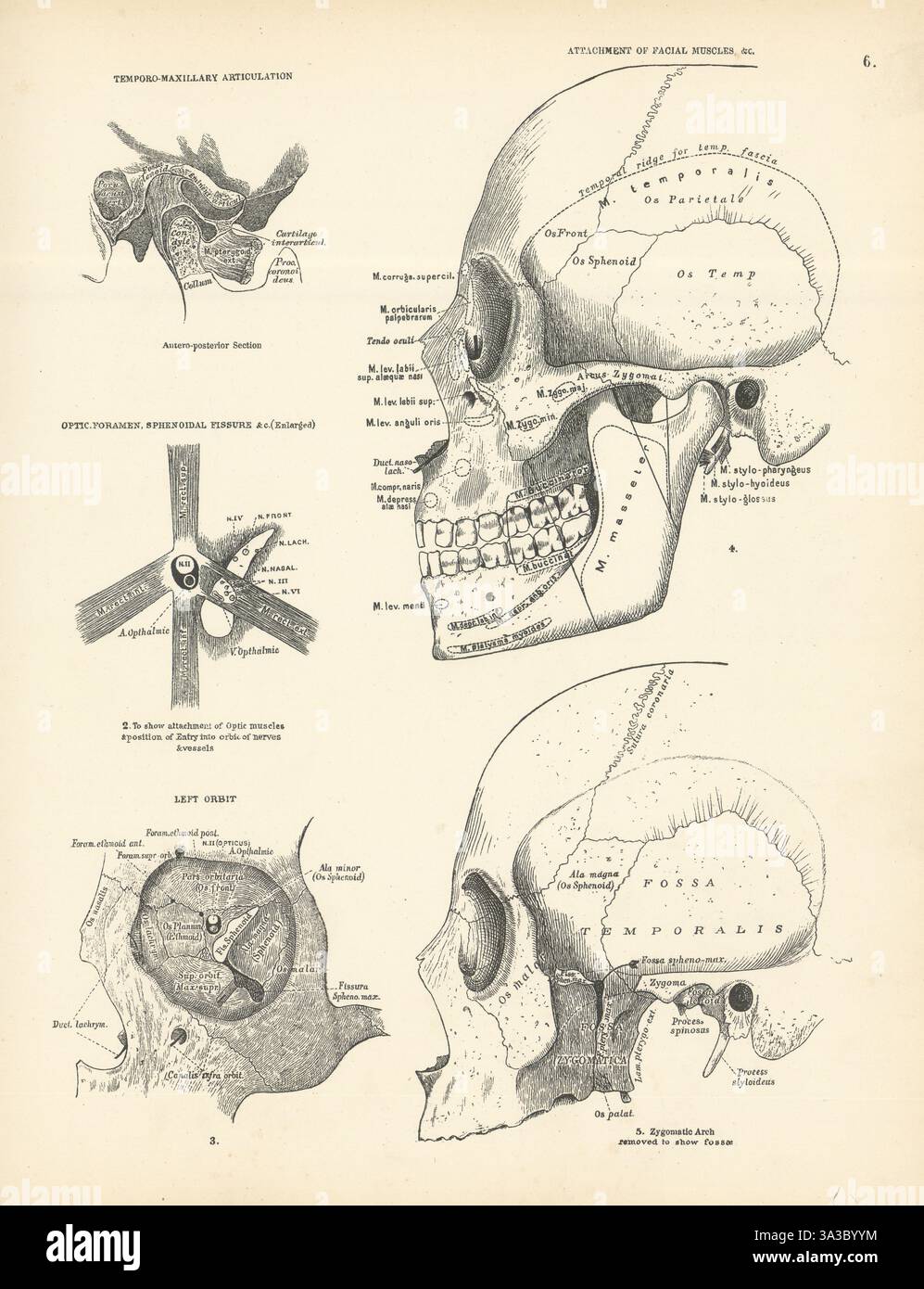 Anatomie. Articulation temporo-maxillaire, muscles faciaux, Foramen, Orbit 1880 Banque D'Images