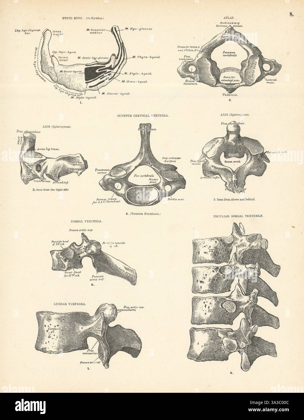 Anatomie. OS hyoïde, cervicale, dorsale, vertèbres particulières et impression Atlas 1880 Banque D'Images