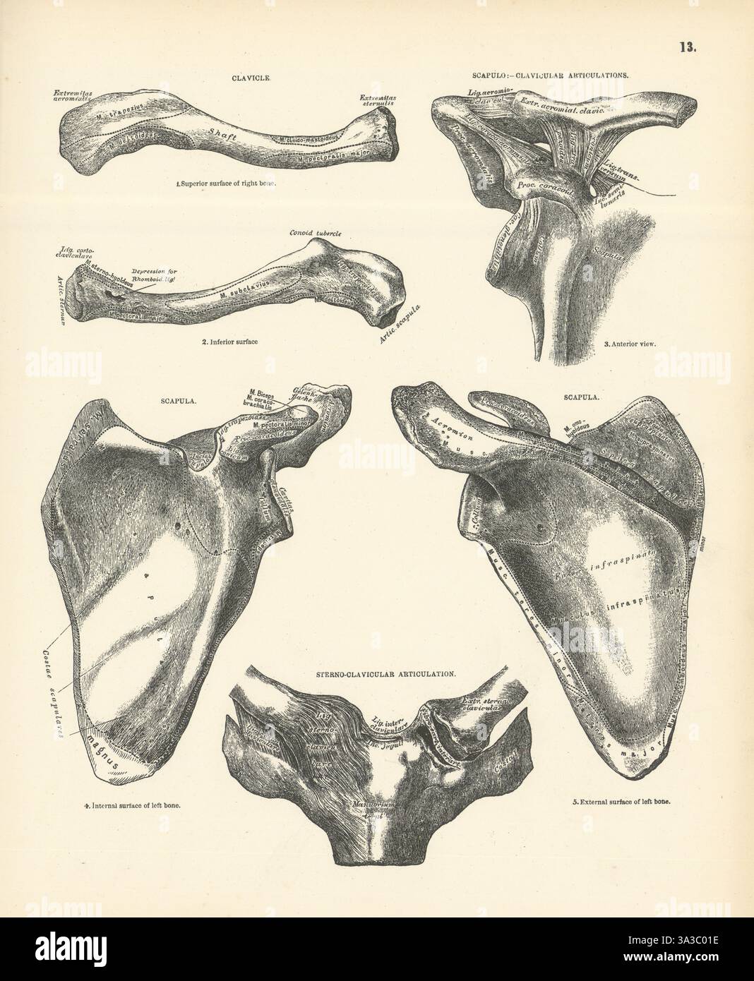 Anatomie. Clavicule, articulations scapulo-claviculaire, sterno-claviculaire 1880 Banque D'Images