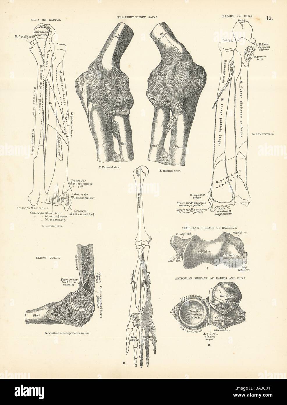 Anatomie. Cubitus, rayon, articulation du coude droit, surfaces articulaires 1880 ancien imprimé Banque D'Images