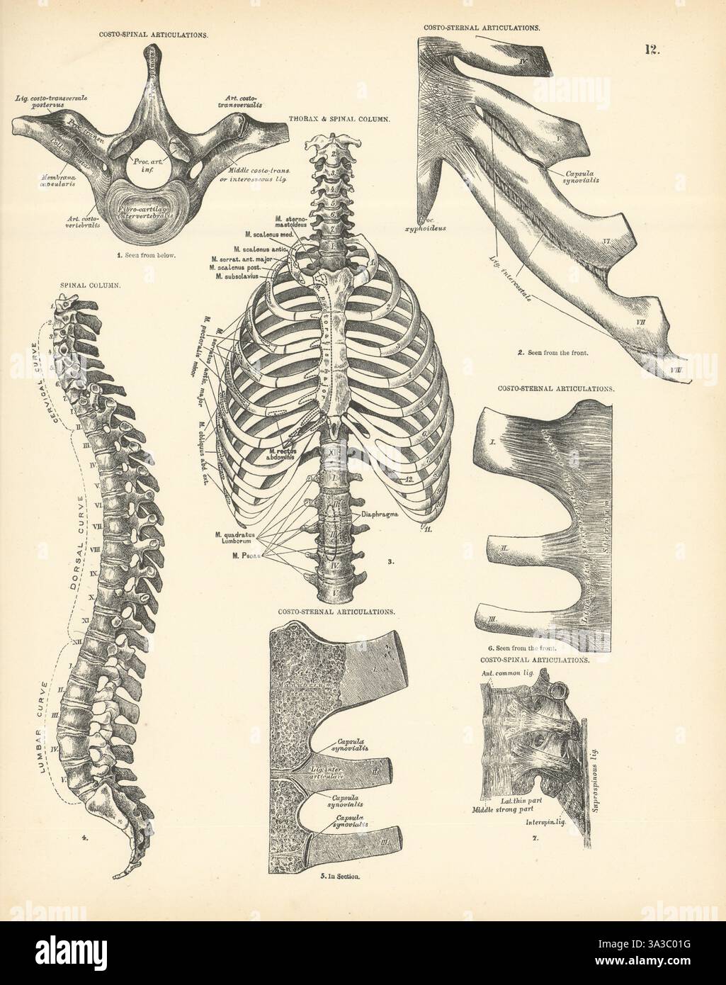 Anatomie. Articulations costo-spinales et costo-sternales, thorax et colonne vertébrale 1880 Banque D'Images