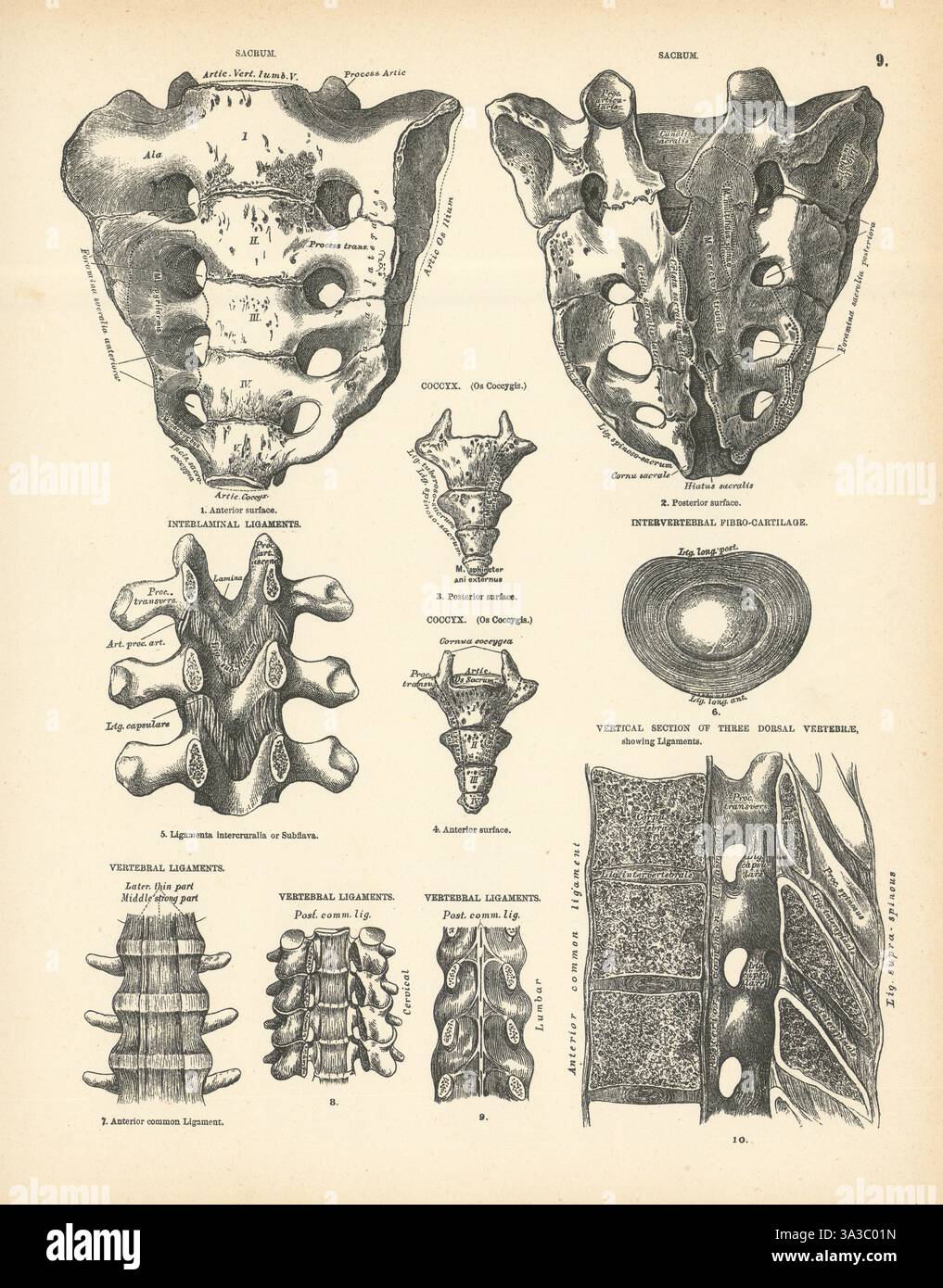 Anatomie. Sacrum, Coccyx, ligaments, cartilage, vertèbres dorsales 1880 vieux imprimé Banque D'Images