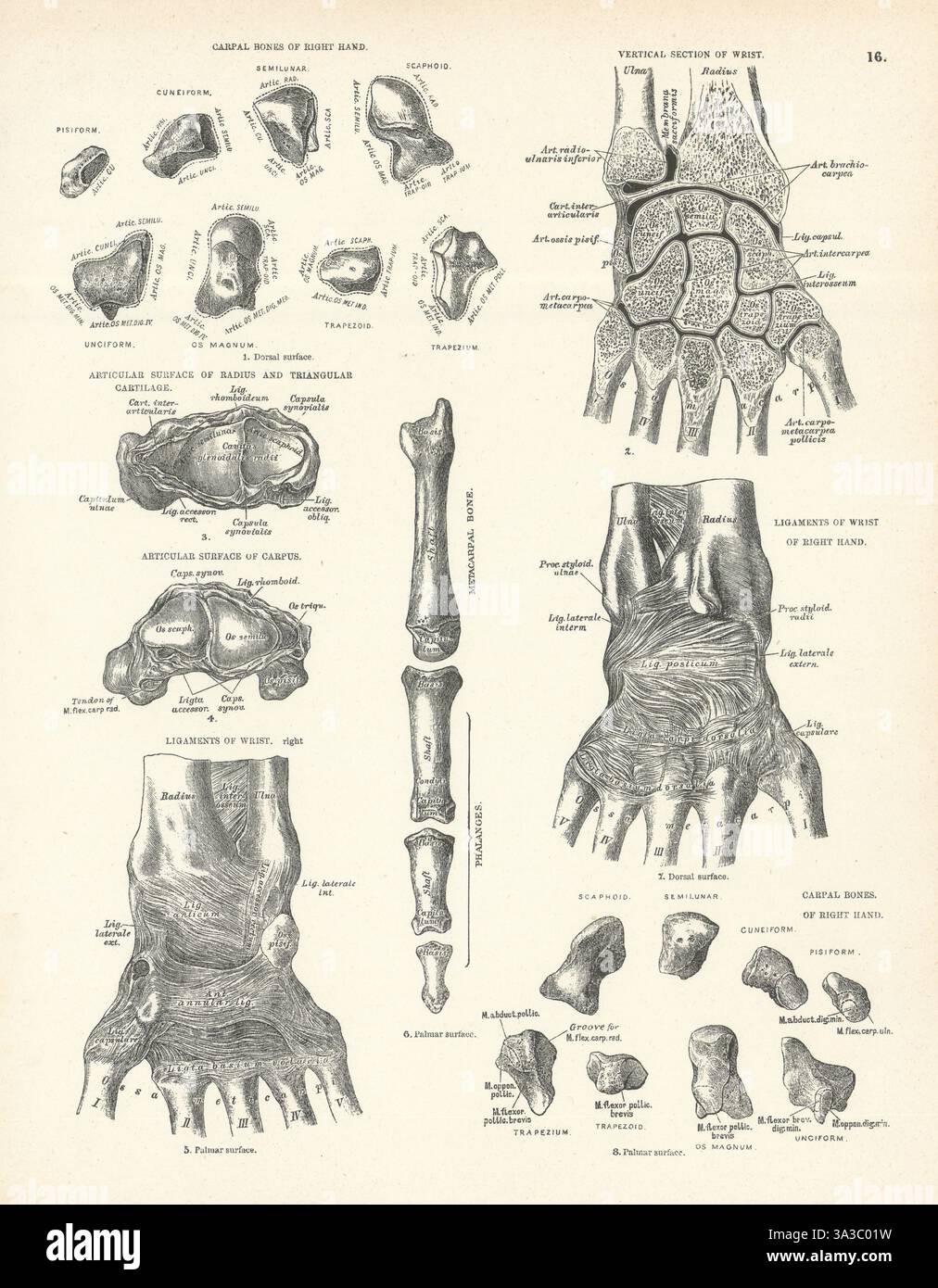 Anatomie. Os carpiens, ligaments du poignet, rayon, cartilage, phalanges 1880 Banque D'Images