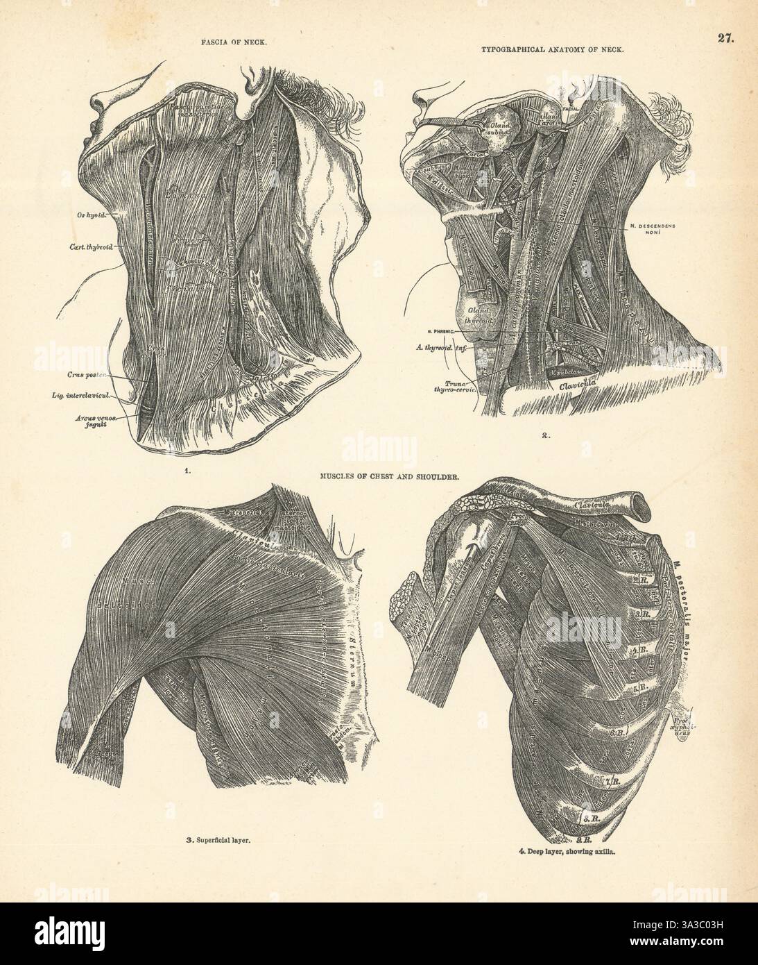 Anatomie. Fascia du cou, anatomie typographique, muscles de la poitrine et de l'épaule 1880 Banque D'Images