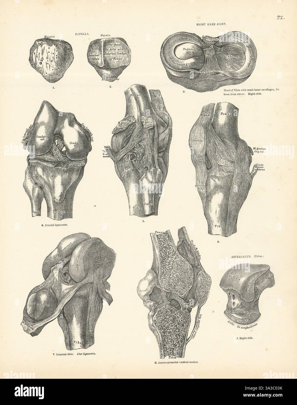 Anatomie. Rotule, articulation du genou droit, Astragalus 1880 ancienne photo d'impression antique Banque D'Images