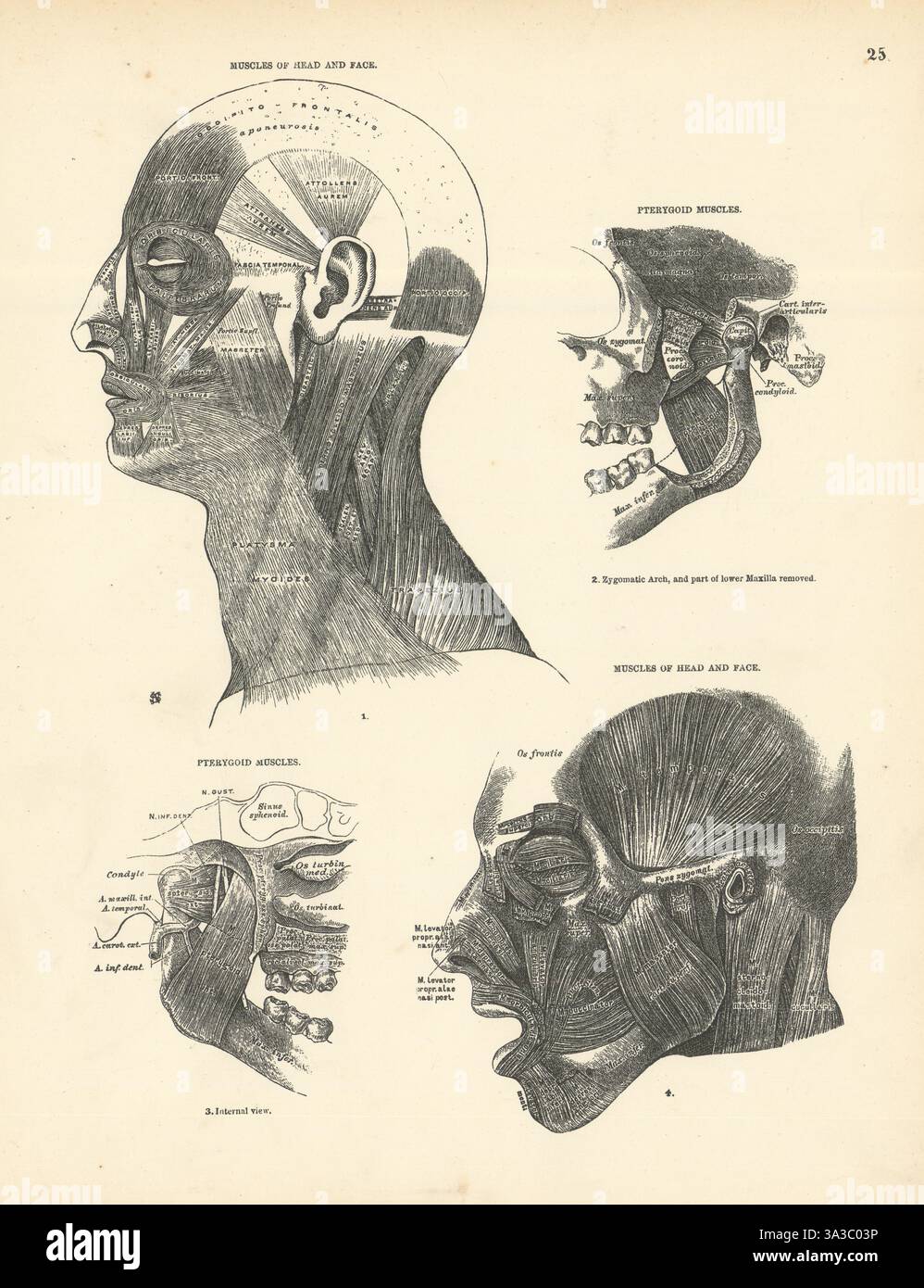 Anatomie. Muscles de la tête et du visage, muscles ptérygoïdes 1880 vieux imprimé antique Banque D'Images