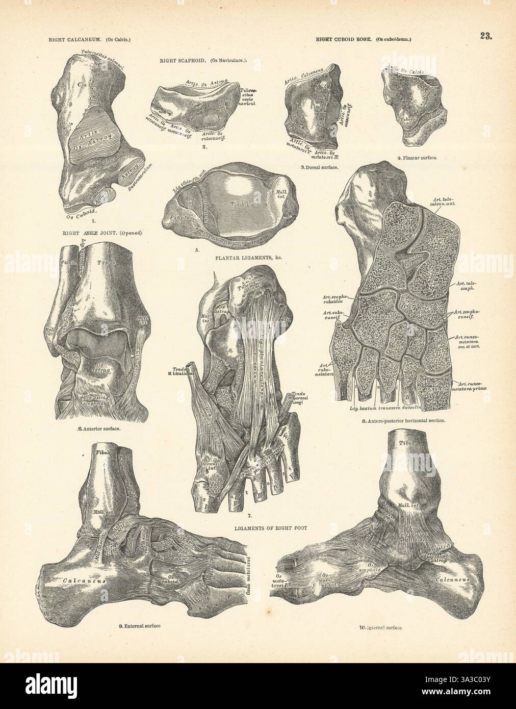 Anatomie. Calcaneum droit, scaphoïde, cuboïde, ligaments cheville et pied 1880 impression Banque D'Images