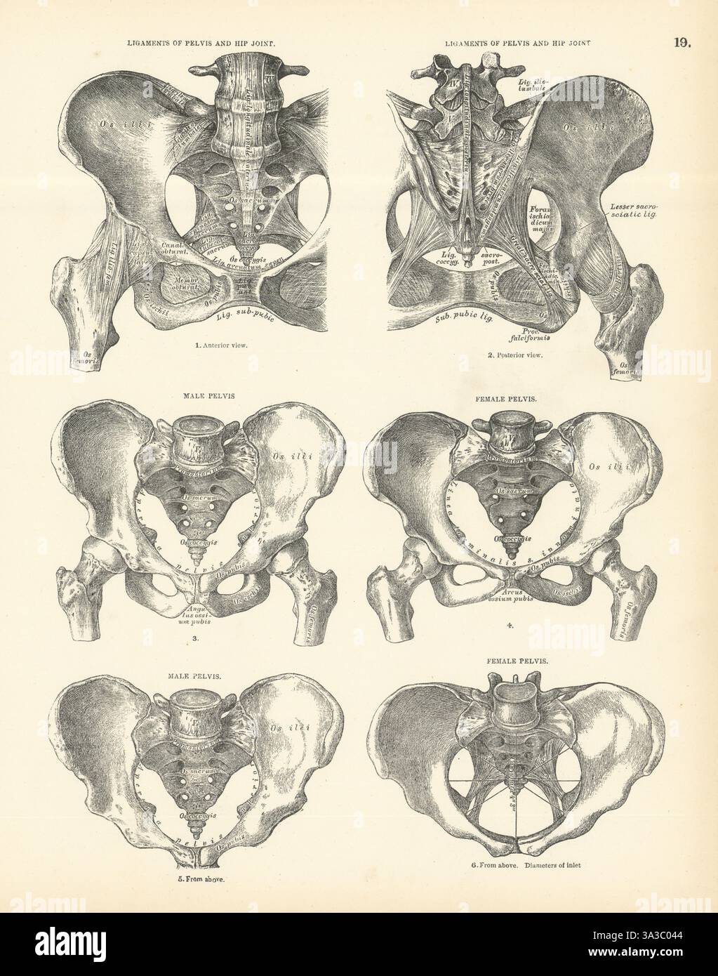 Anatomie. Ligaments du bassin et de l'articulation de la hanche. Pelvis masculin et féminin 1880 vieux imprimé Banque D'Images