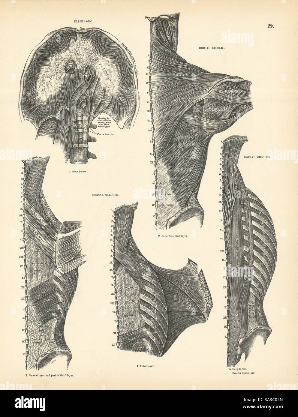 Anatomie. Diaphragme, muscles dorsaux 1880 vieilles photos d'impression vintage antique Banque D'Images