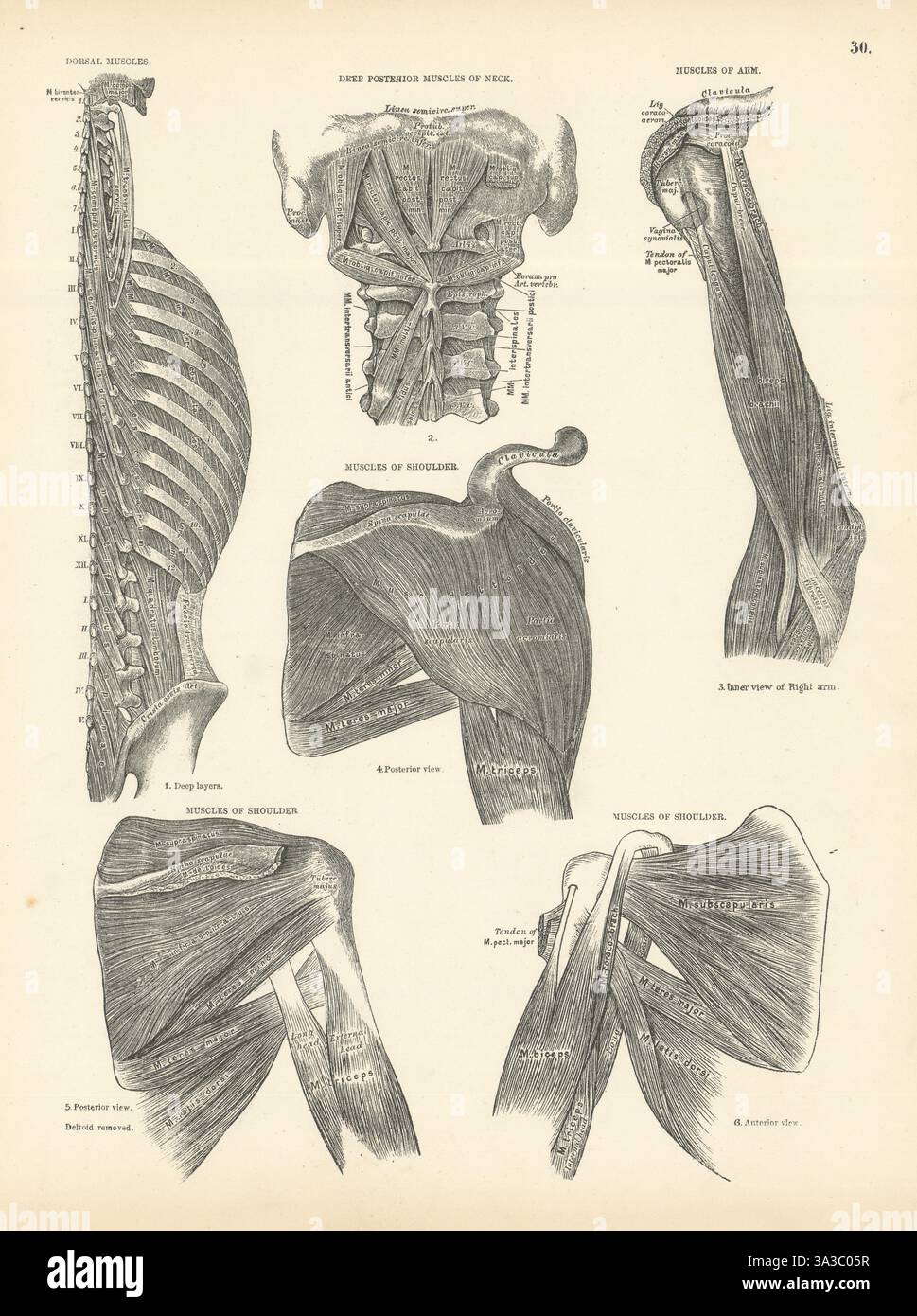 Anatomie. Dorsale, postérieur cou, bras, muscles de l'épaule 1880 ancienne impression antique Banque D'Images