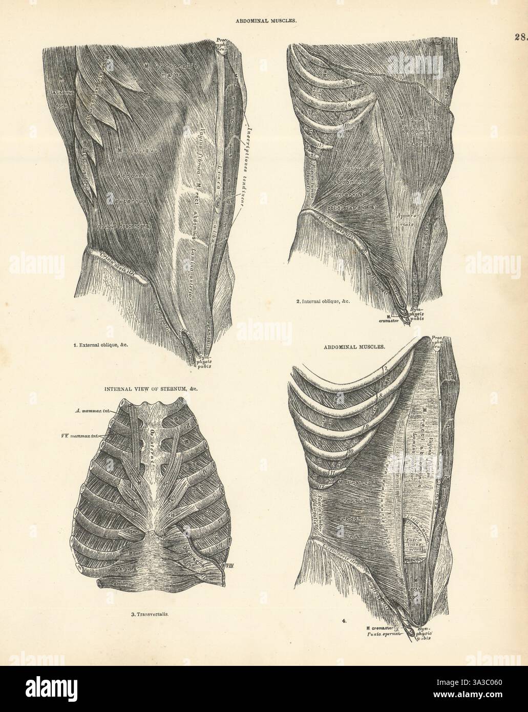 Anatomie. Muscles abdominaux, vue interne du sternum 1880 ancienne impression antique Banque D'Images