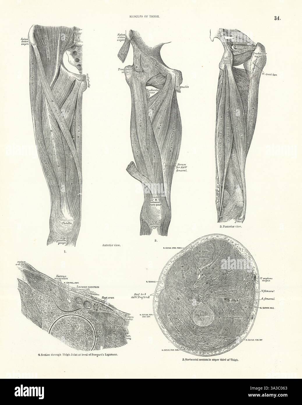 Anatomie. Muscles de la cuisse 1880 ancienne photo d'impression vintage antique Banque D'Images