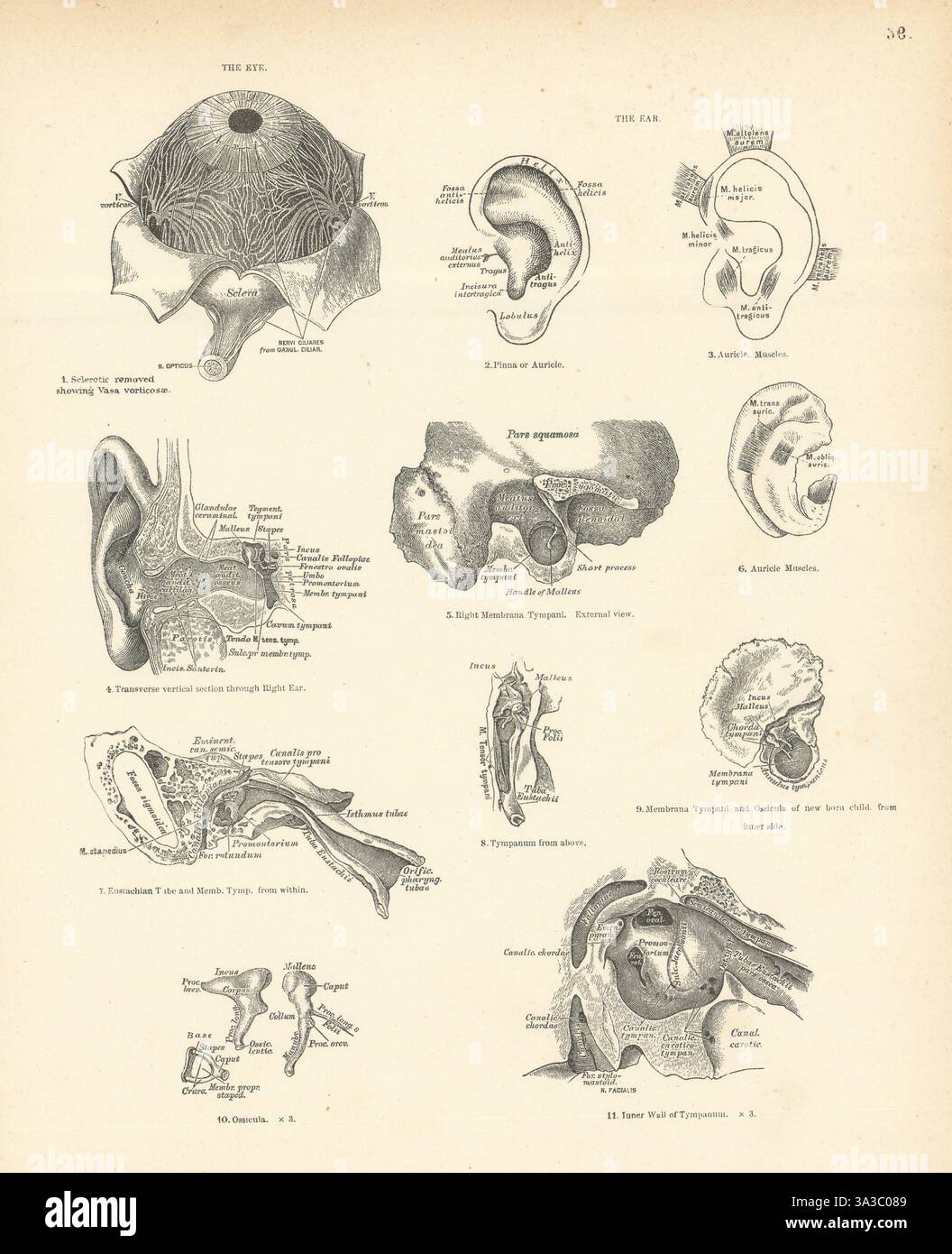 Anatomie. Eye & Ear 1880 ancienne photo d'impression vintage antique Banque D'Images
