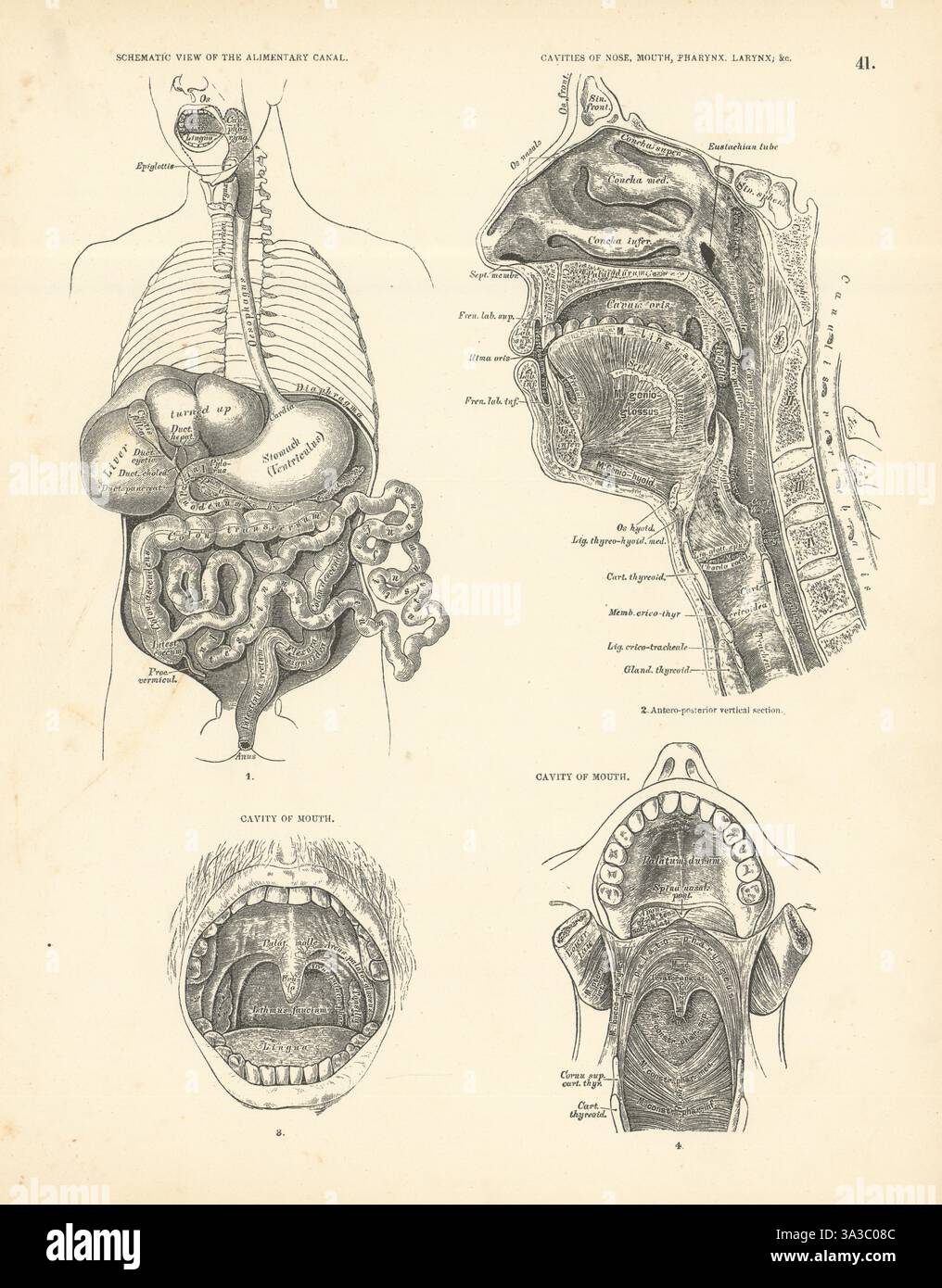 Anatomie. Canal alimentaire, nez, bouche, pharynx, cavités du larynx 1880 impression Banque D'Images