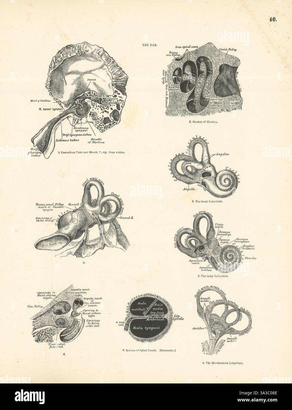 Anatomie. L'oreille 1880 ancienne photo d'impression vintage antique Banque D'Images