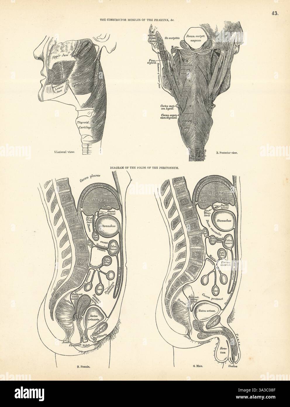 Anatomie. Pharynx Constrictor muscles, plis péritoine diagramme 1880 imprimer Banque D'Images