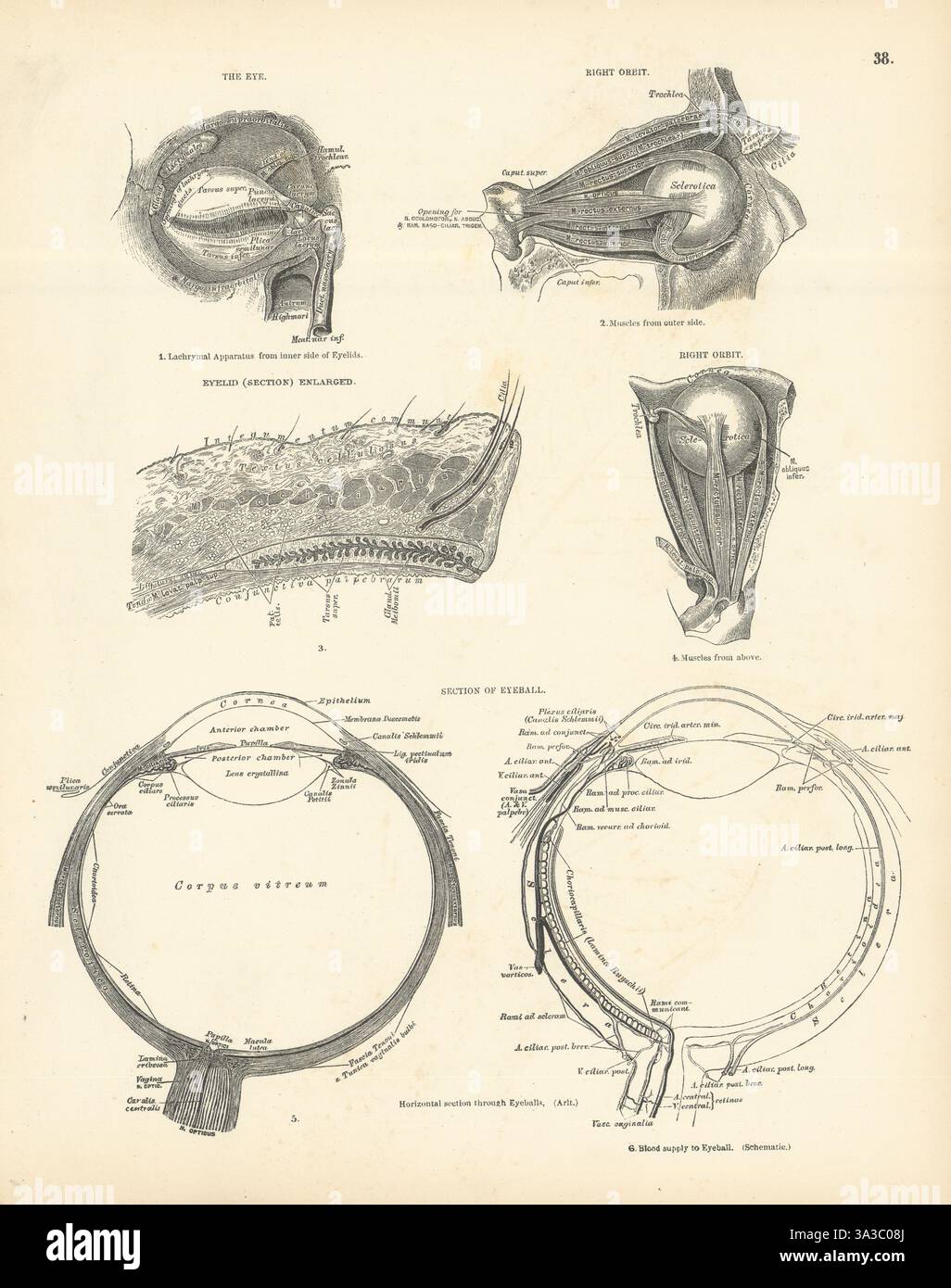 Anatomie. Oeil, orbite droite, paupière agrandie, globe oculaire section 1880 ancien imprimé Banque D'Images