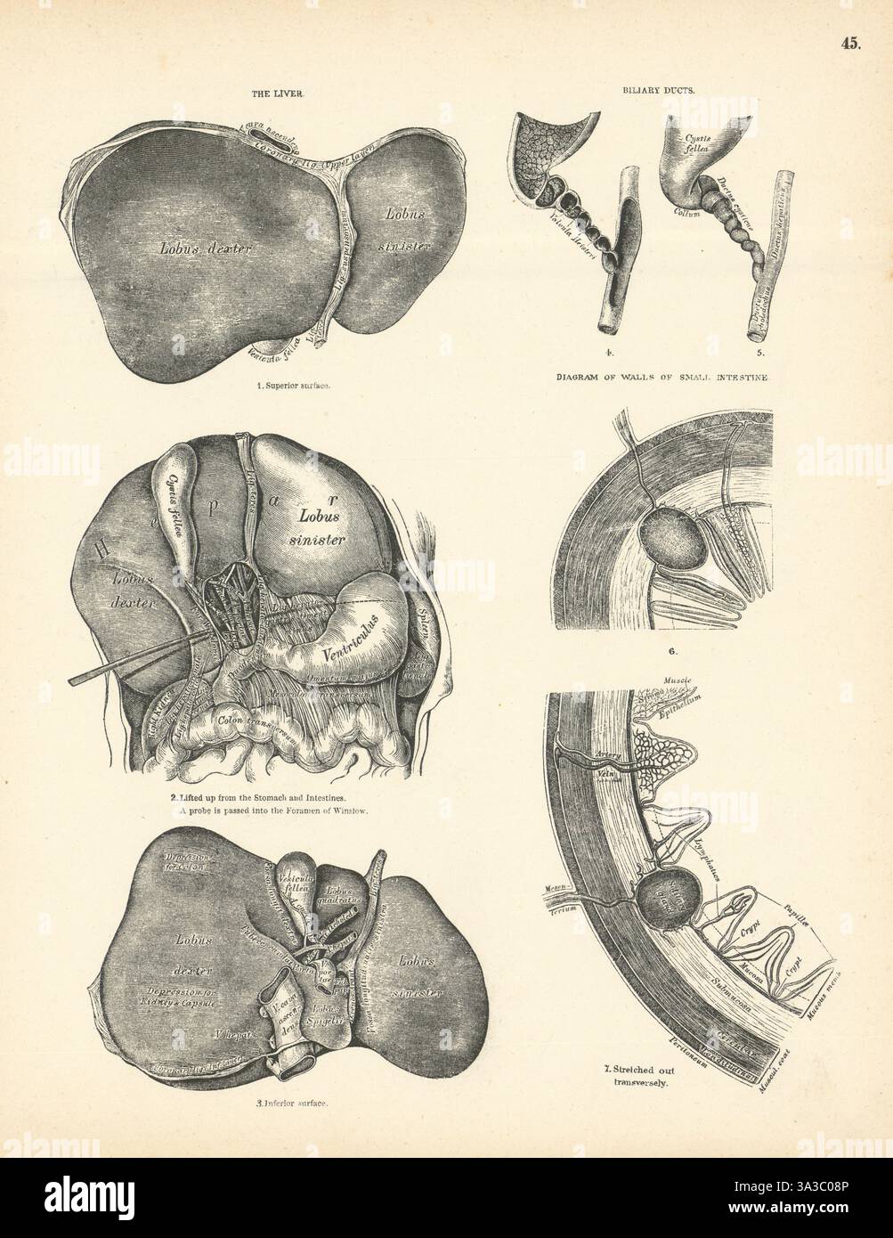 Anatomie. Foie, voies biliaires, intestin grêle diagramme 1880 ancienne impression antique Banque D'Images
