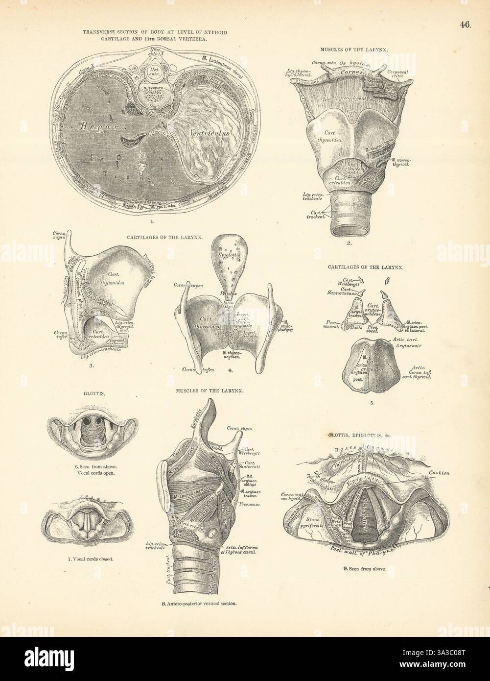 Anatomie. Cartilage xyphoïde, muscles du larynx, cartilages, glotte 1880 vieux imprimé Banque D'Images