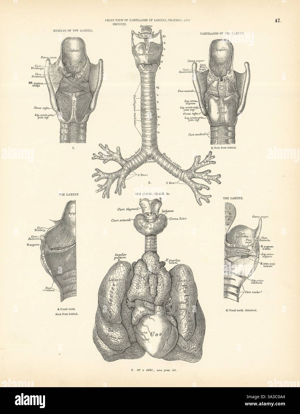 Anatomie. Larynx muscles et cartilages, poumons, coeur 1880 vieux imprimé antique Banque D'Images