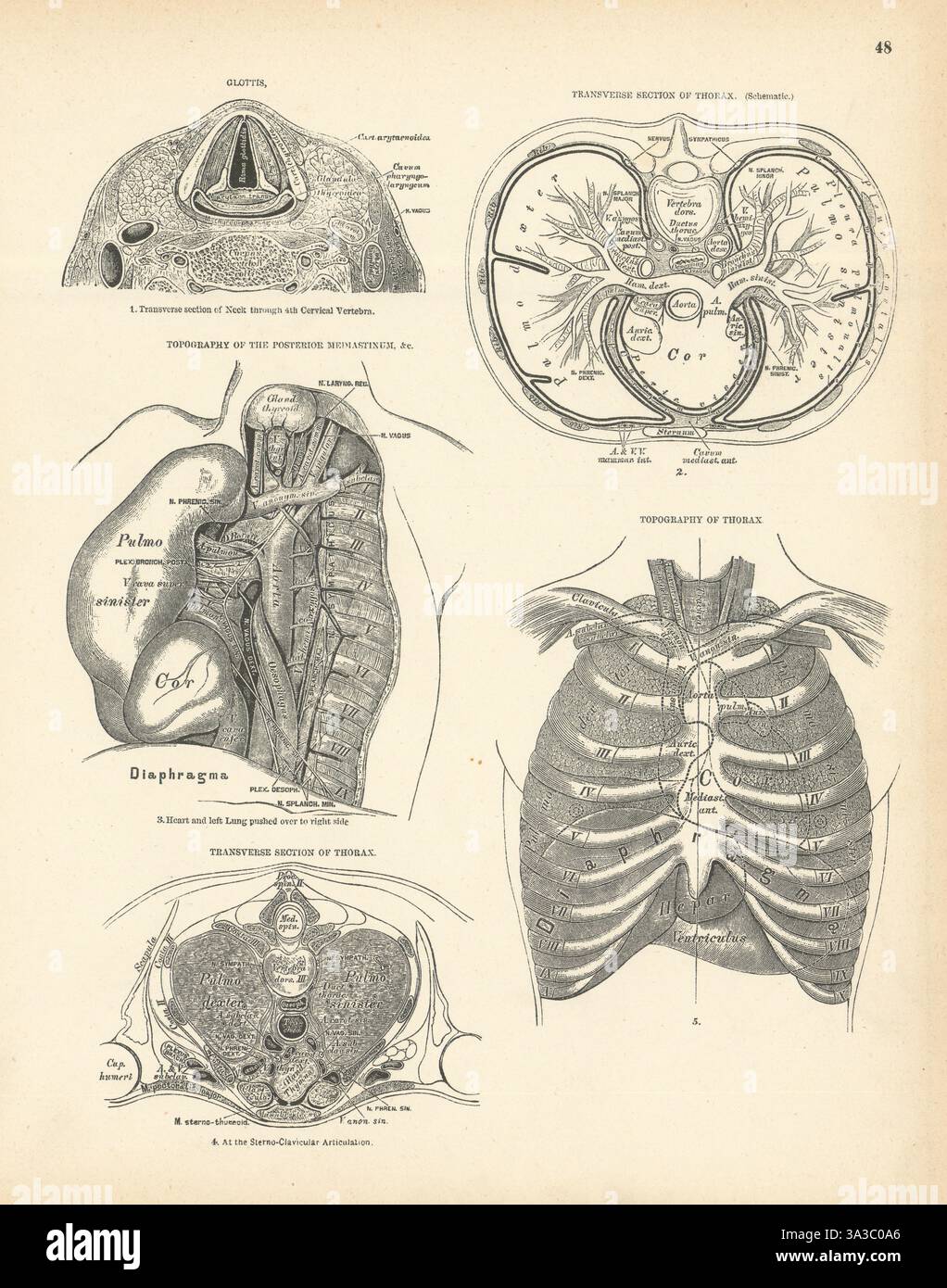 Anatomie. Glottis 1880 ancienne photo d'impression vintage antique Banque D'Images