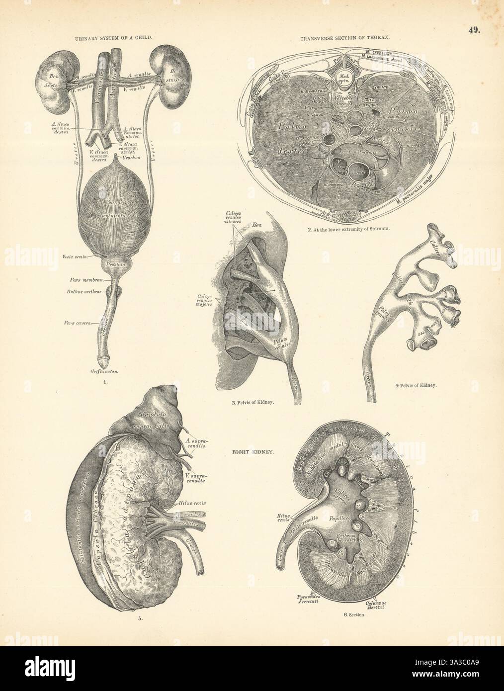 Anatomie. Topographie du thorax, coupe transversale, médiastin postérieur 1880 Banque D'Images