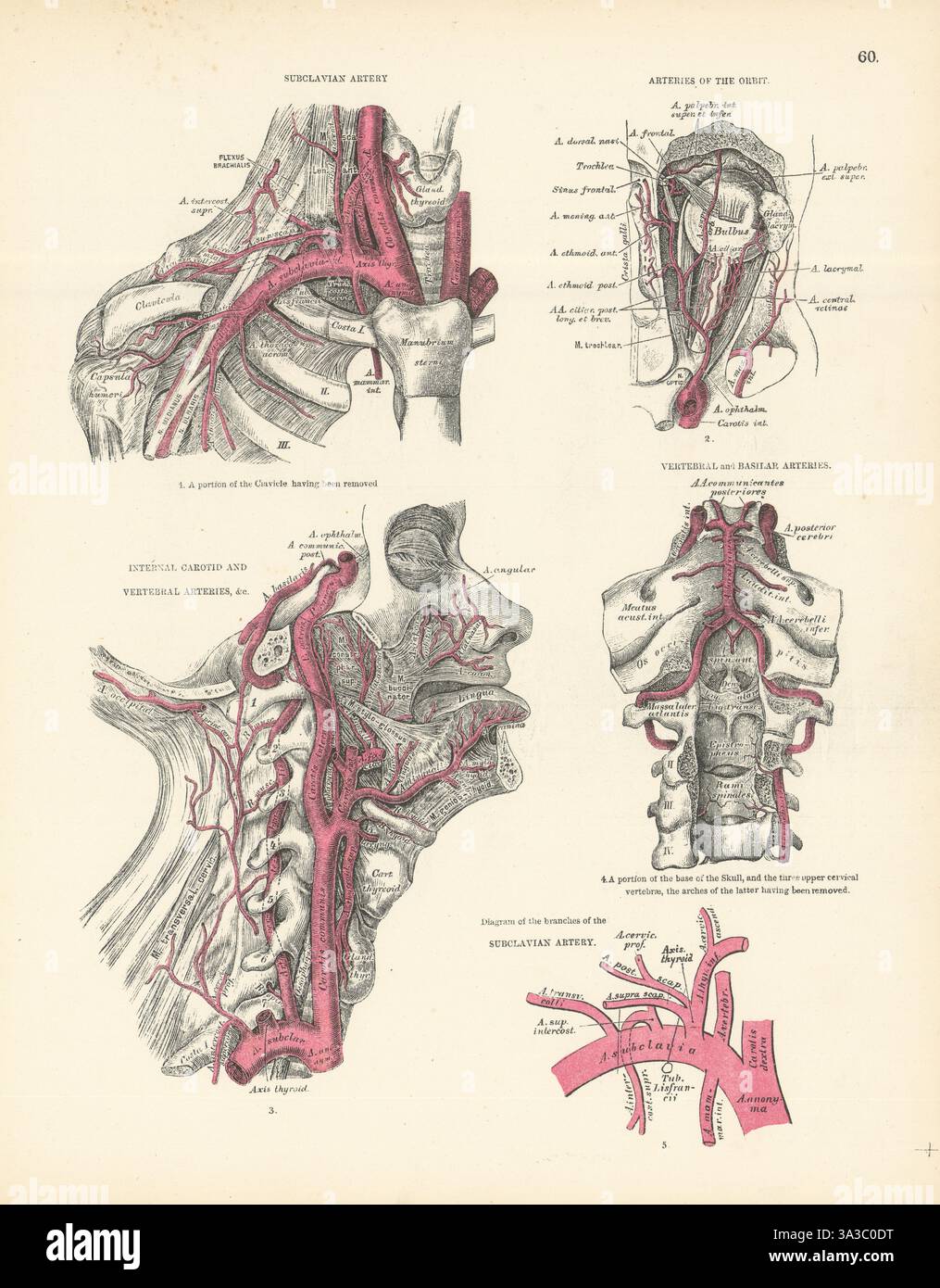 Anatomie. Artère sous-clavière, orbite, artères carotides internes et vertébrales 1880 Banque D'Images
