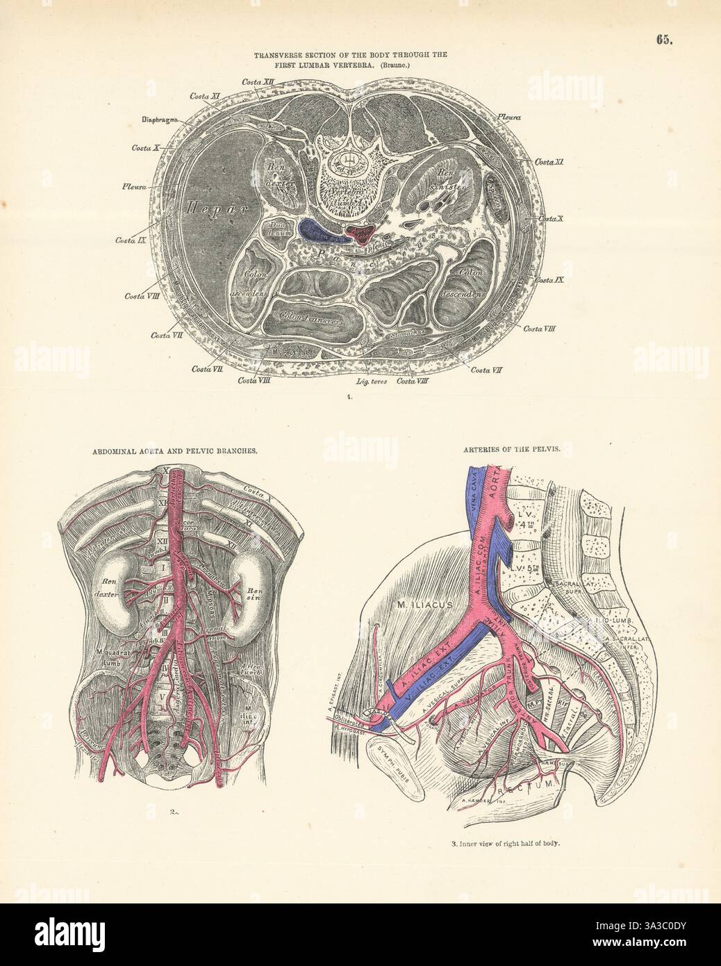 Anatomie. Vertèbre lombaire, aorte abdominale, branches pelviennes 1880 vieux imprimé Banque D'Images