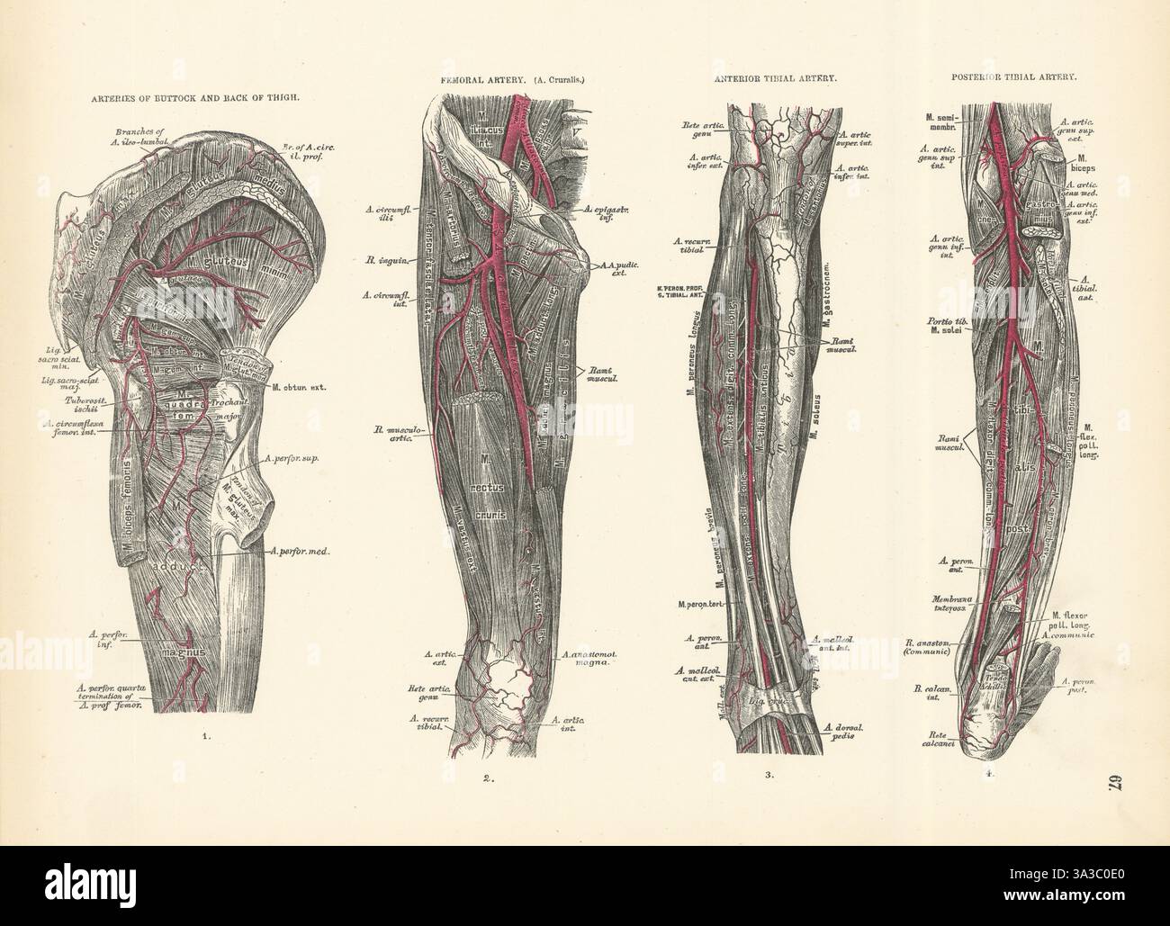 Anatomie. Fesse et cuisse, fémorale, artères tibiales antérieure et postérieure 1880 Banque D'Images