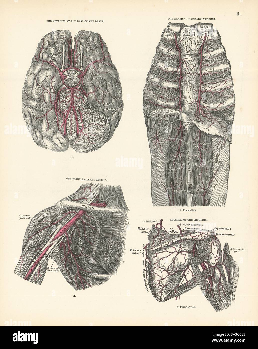 Anatomie. Base du cerveau, mammaire interne, axillaire, artères de l'épaule 1880 impression Banque D'Images