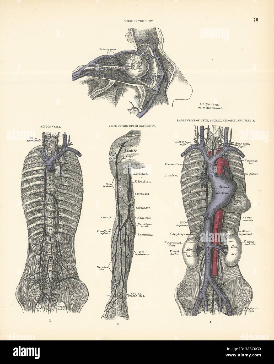 Anatomie. Orbite, azygos, membre supérieur, grandes veines 1880 vieilles impressions antiques Banque D'Images