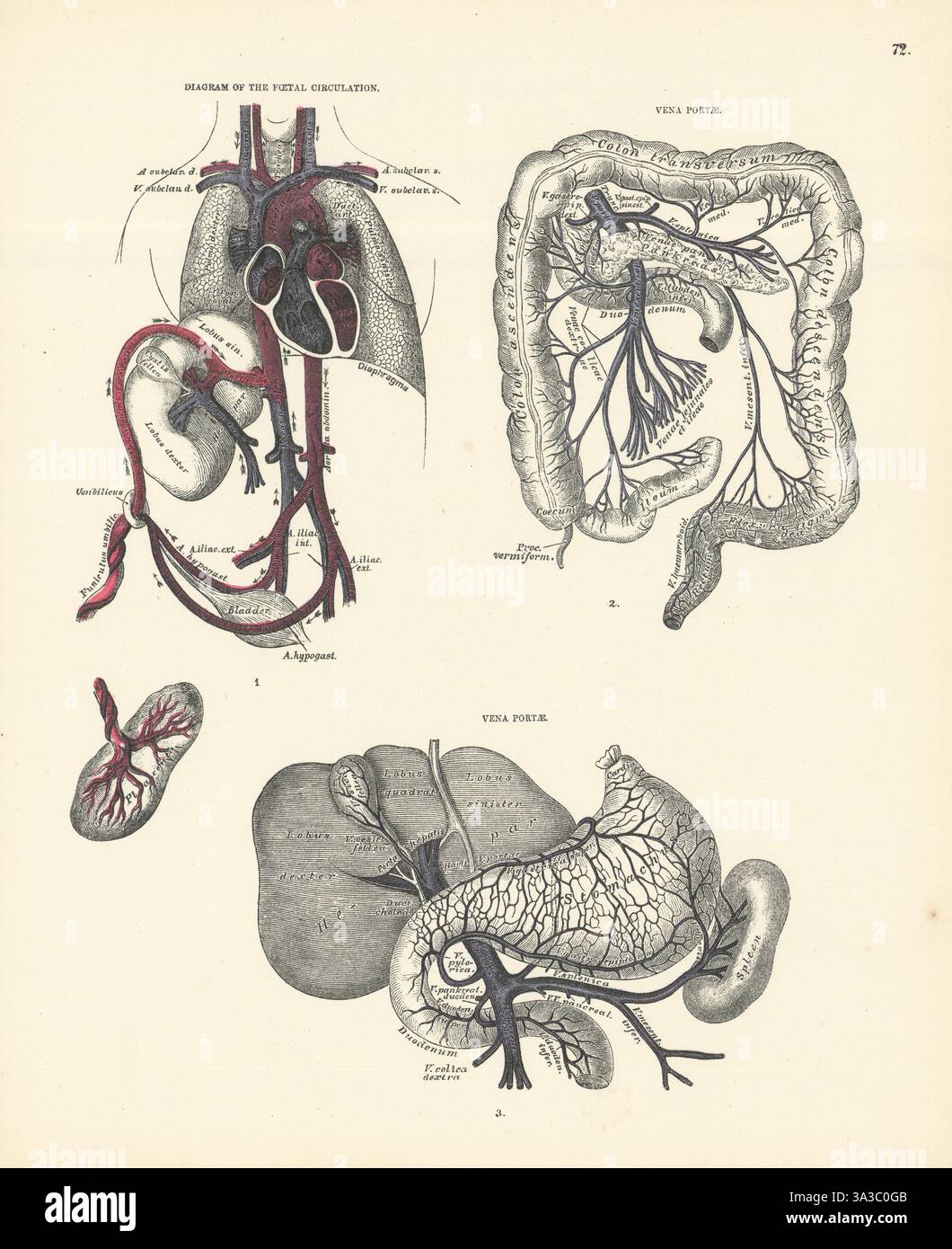 Anatomie. Schéma de la circulation fœtale, Vena portae 1880 ancienne impression antique Banque D'Images