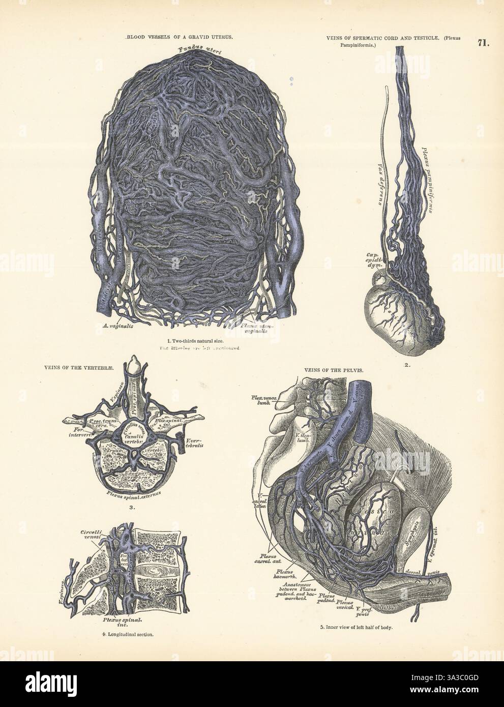 Anatomie. Vaisseaux sanguins gravides de l'utérus, testicule, vertèbres, veines du bassin 1880 Banque D'Images