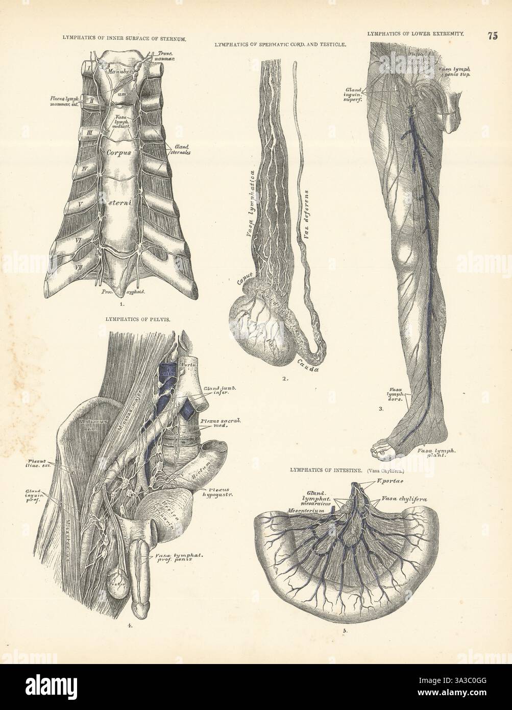 Anatomie. Lymphatiques. Sternum cordon spermatique testicule pelvis intestin 1880 Banque D'Images