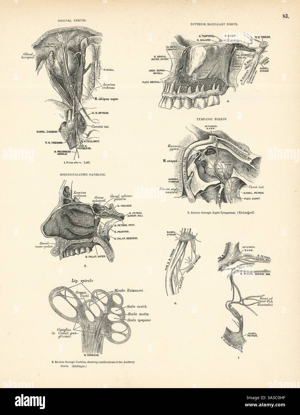 Anatomie. Nerfs orbitaires, nerf maxillaire supérieur, ganglion sphéno-palatin 1880 Banque D'Images