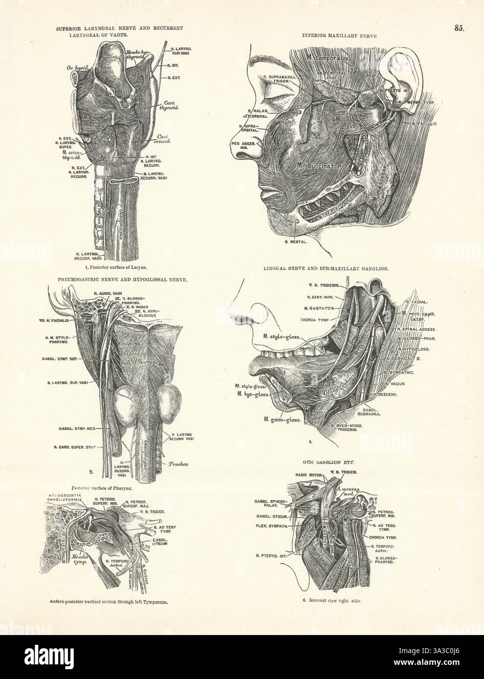 Anatomie. Larynx, maxillaire, pneumogastrique, nerfs hypoglosse 1880 impression Banque D'Images