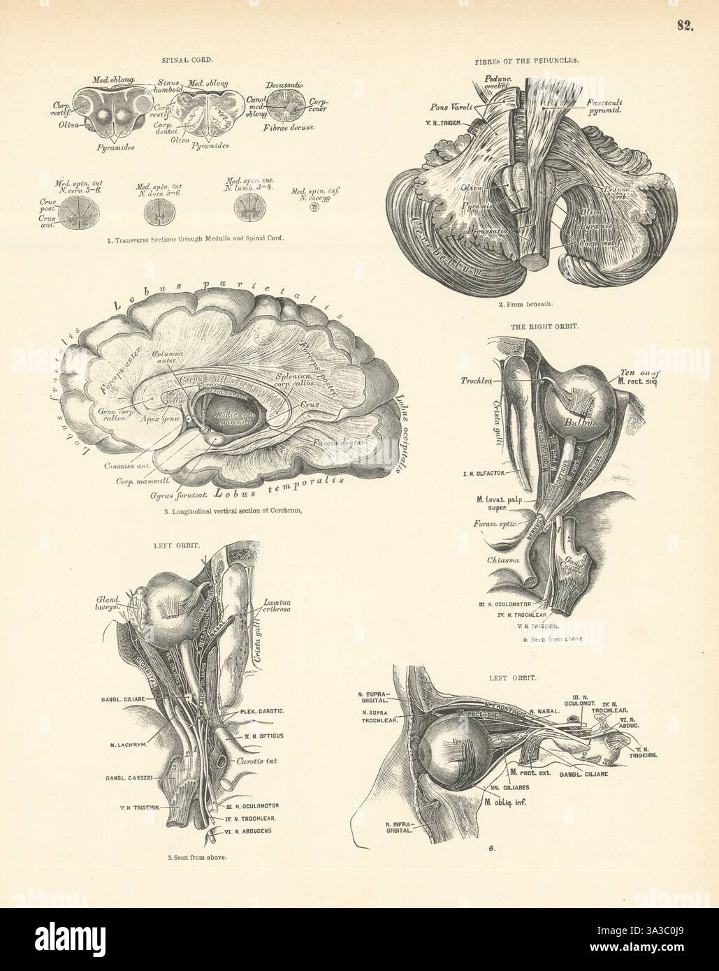Anatomie. Moelle épinière, pédoncules, Orbit droite et gauche 1880 ancienne impression antique Banque D'Images