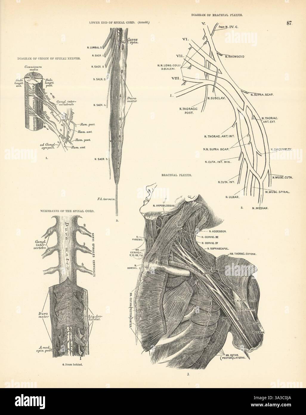 Anatomie. Origines nerveuses rachidiennes, plexus brachial, membranes de la moelle épinière 1880 Banque D'Images