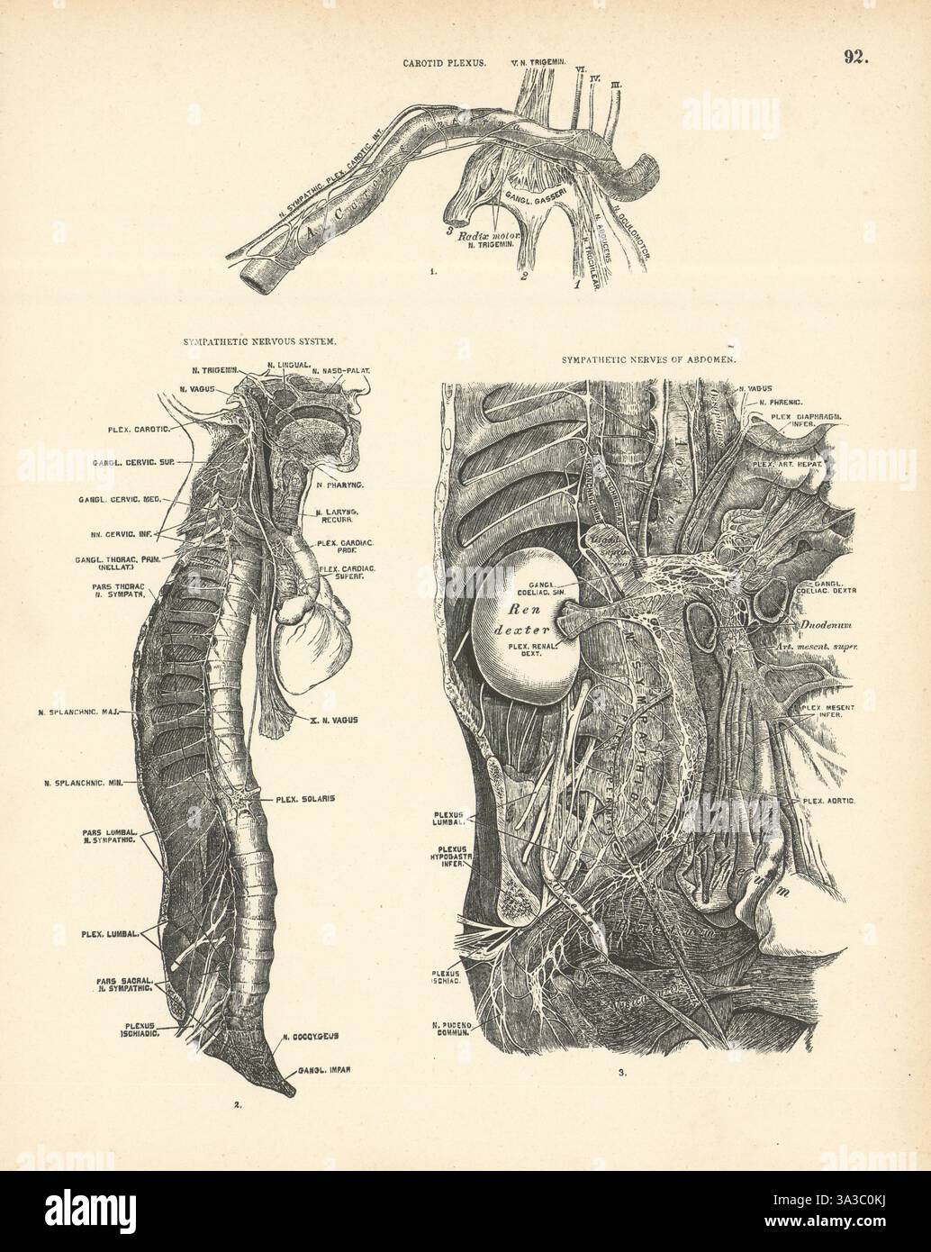 Anatomie. Plexus carotidien, système nerveux sympathique et nerfs abdominaux 1880 Banque D'Images