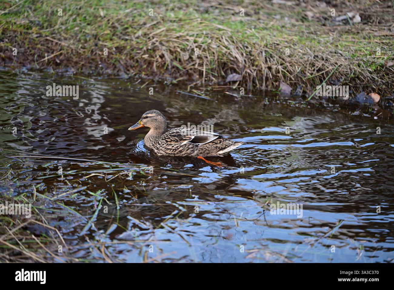 Örkelljunga, Skåne, Suède. 9 mars 2025. Canards dans l'eau. Banque D'Images