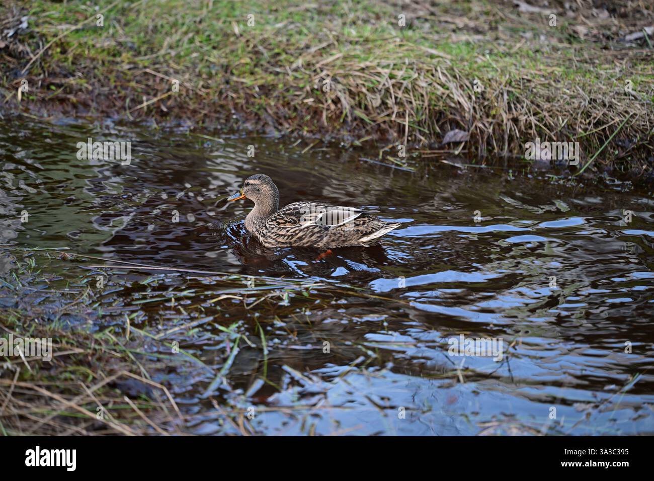 Örkelljunga, Skåne, Suède. 9 mars 2025. Canards dans l'eau. Banque D'Images