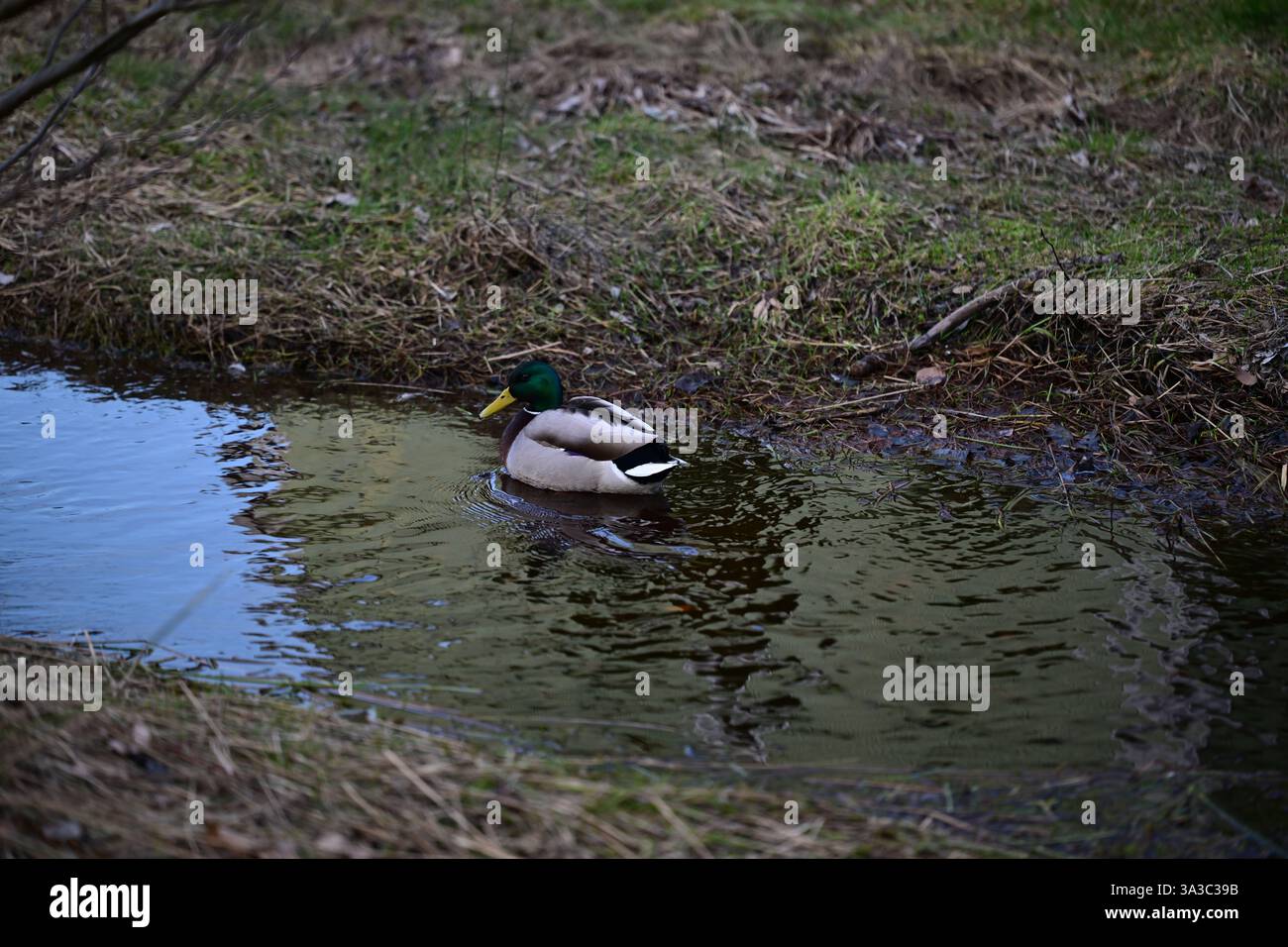 Örkelljunga, Skåne, Suède. 9 mars 2025. Canards dans l'eau. Banque D'Images