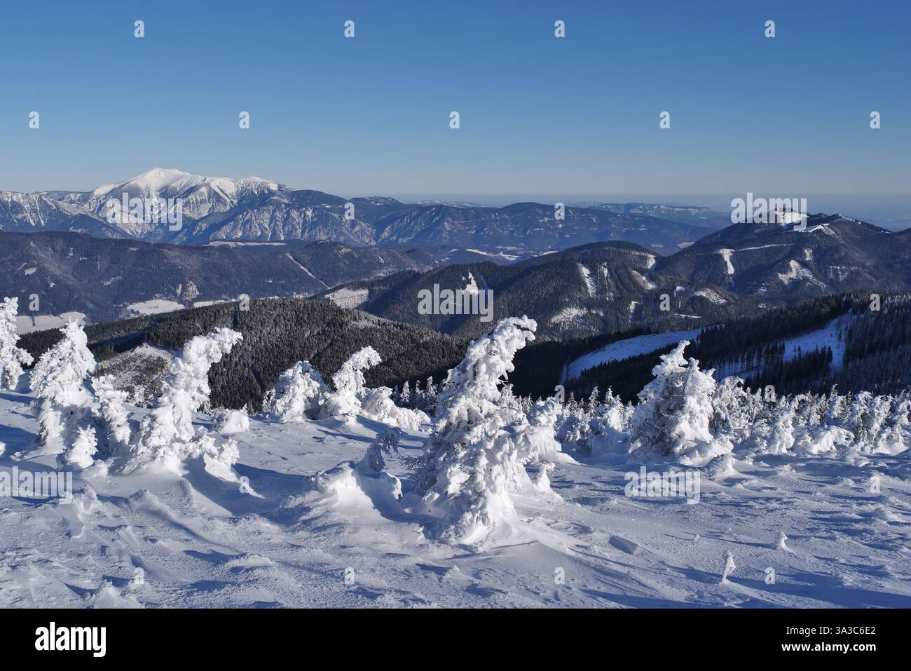 Pins de montagne glacés enneigés. Grande vue longue distance sur les vallées alpines et le sommet de la montagne Schneeberg en arrière-plan contre le ciel bleu. Banque D'Images Pins de montagne glacés enneigés. Grande vue longue distance sur les vallées alpines et le sommet de la montagne Schneeberg en arrière-plan contre le ciel bleu. Banque D'Images