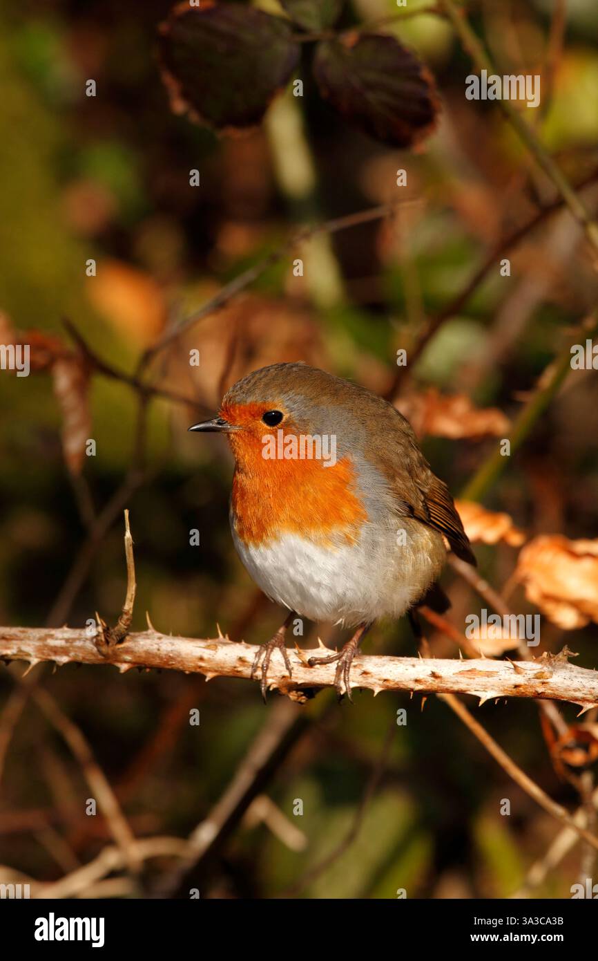 Gros plan d'un Robin européen, Erithacus rubecula, sur une tige de ronce épineuse Banque D'Images