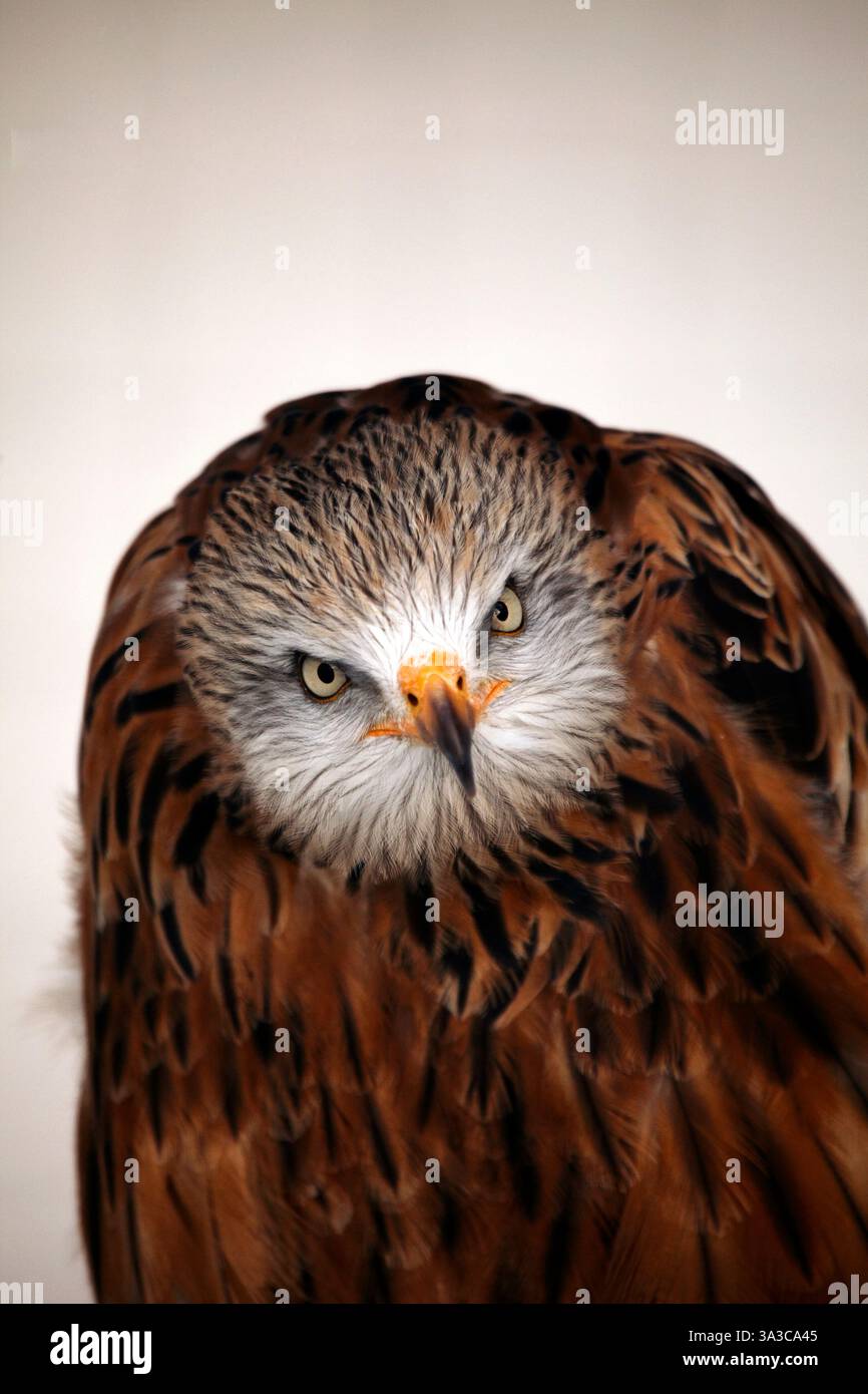 Red Kite. Milvus milvus. Banque D'Images