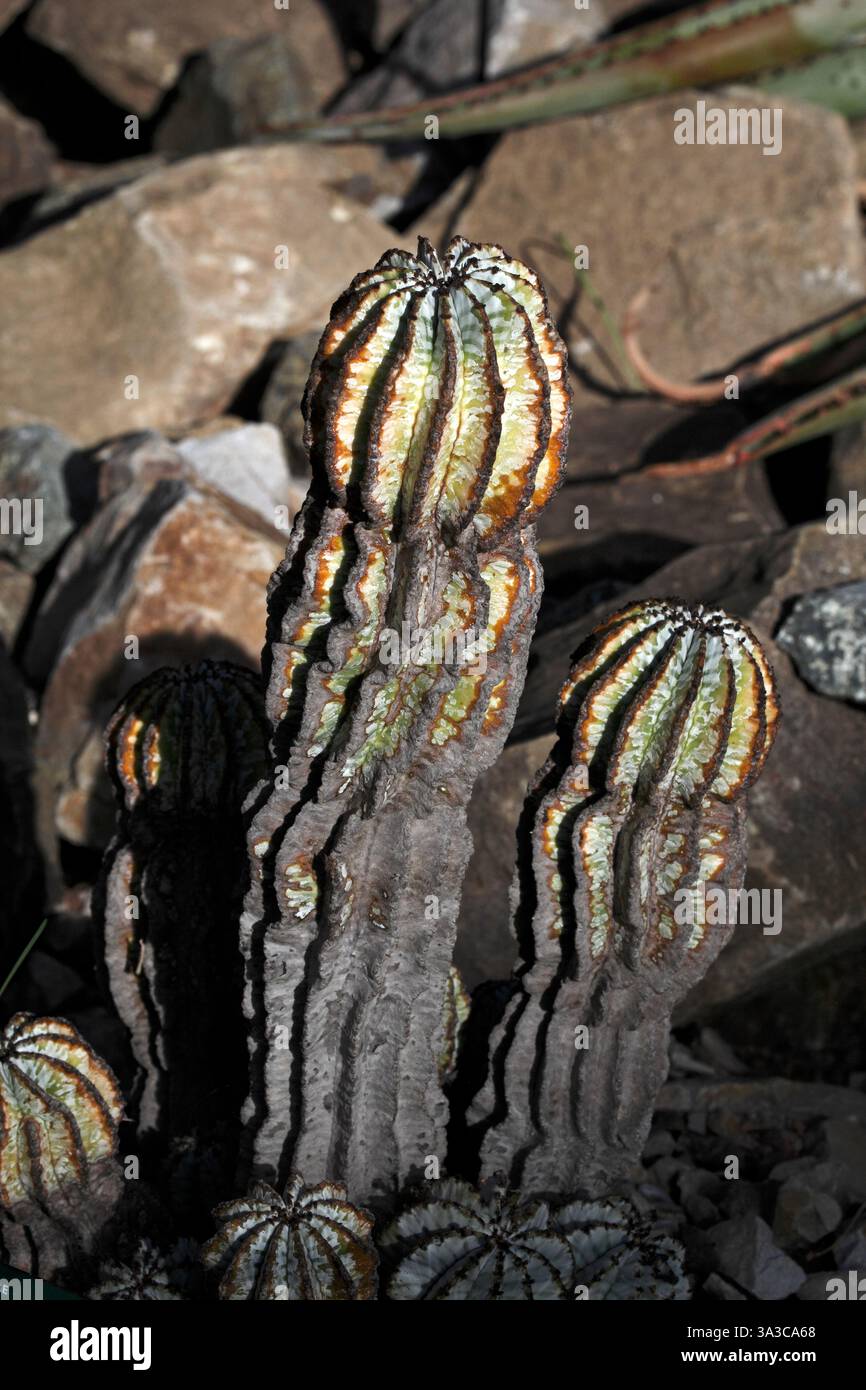 Euphorbia horrida. Le baril de lait africain. Afrique du Sud. Banque D'Images