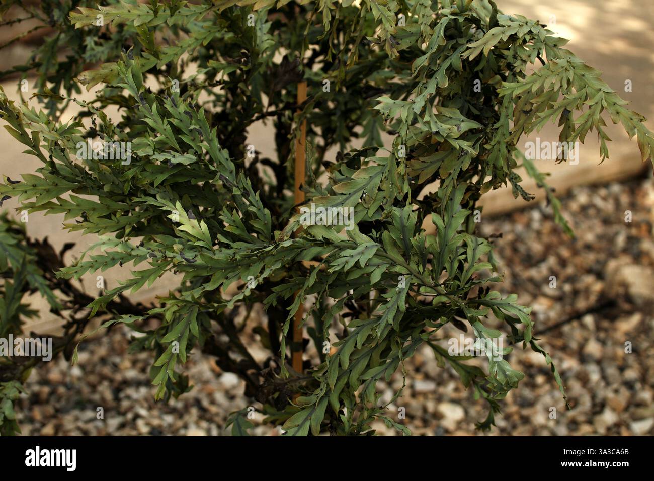 Acacia glaucoptera. Ferraille ou ferraille d'argile. Endémique dans le sud-ouest de l'Australie. Banque D'Images