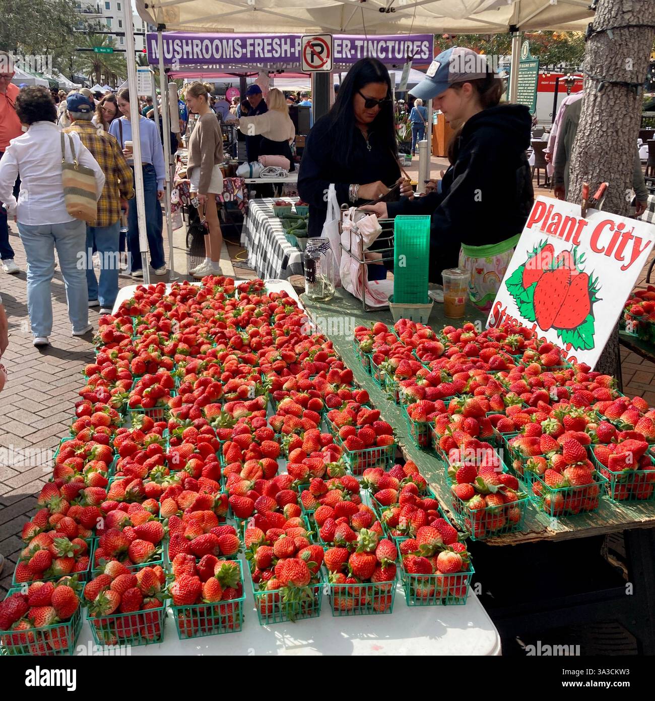 Fraises à vendre sur un marché en plein air à Sarasota, Floride, États-Unis. - Image de stock capturée avec un smartphone