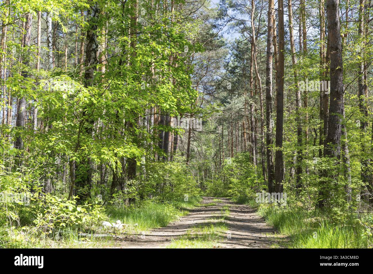 Chemin forestier près de Schleife, haute-Lusace, Saxe, Allemagne, Europe Banque D'Images