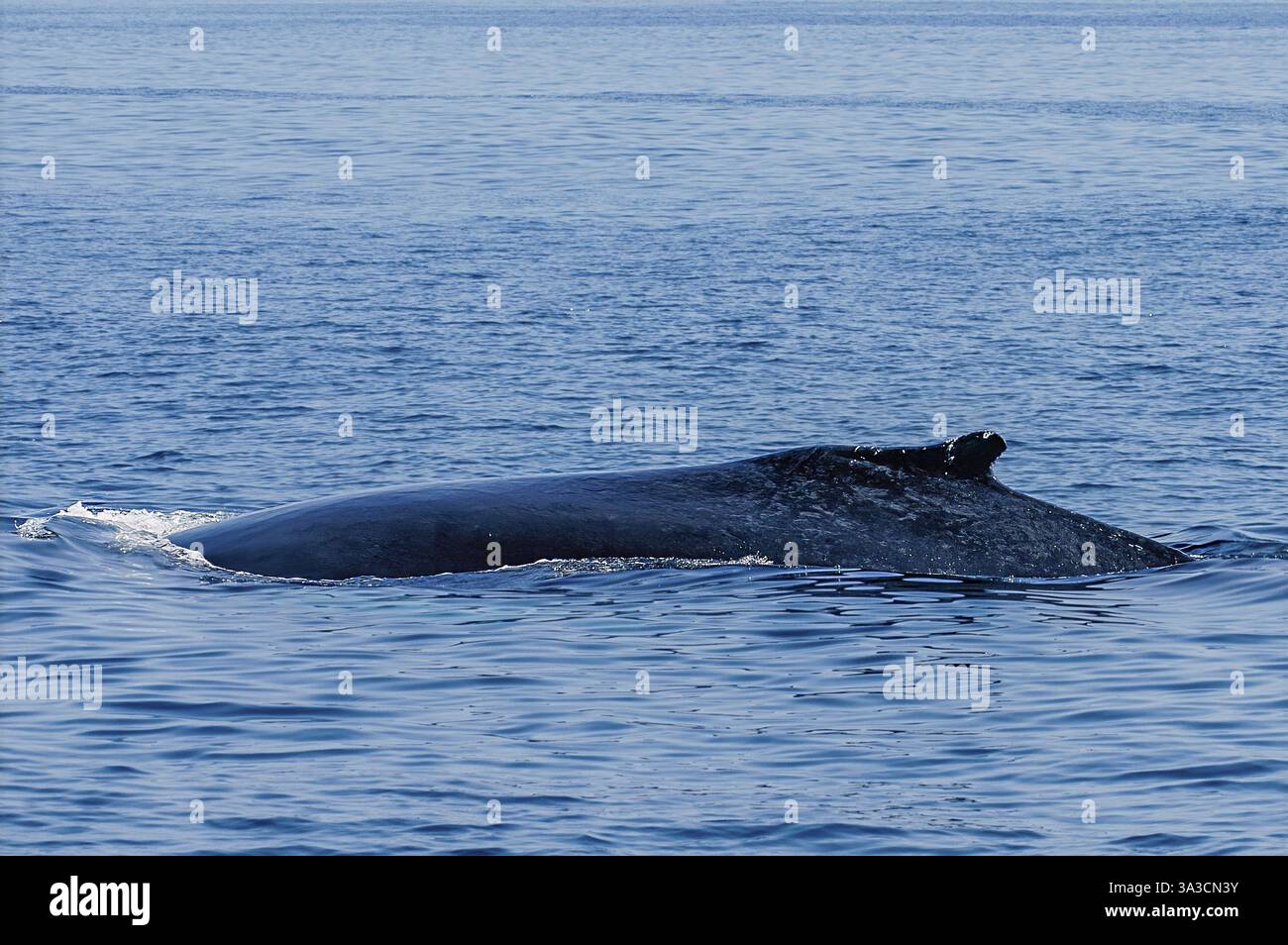 Dos de baleine à bosse (Megaptera novaeangliae) dépassant de l'eau après la phase de respiration devant la plongée, Banque d'argent du sanctuaire baleine de l'UNESCO Banque D'Images